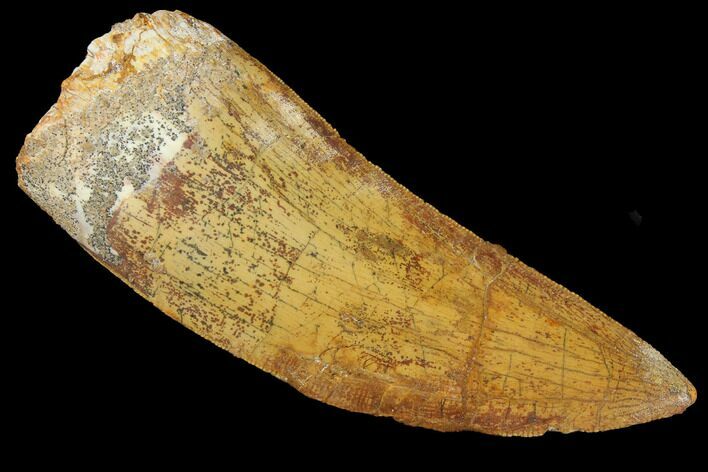 Serrated, Fossil Carcharodontosaurus Tooth - Morocco #110441